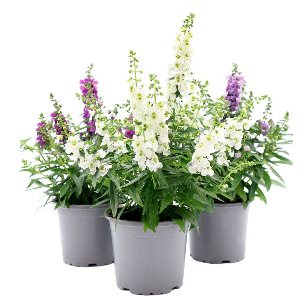 Angelonia augustifolia