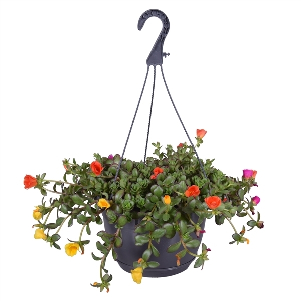 Portulaca umbraticola