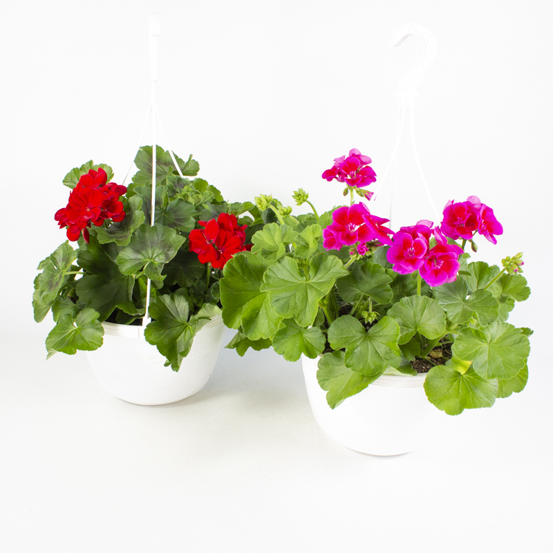 pelargonium calliope