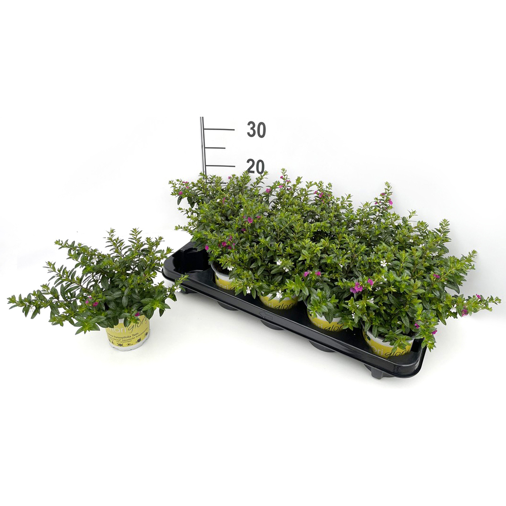 Cuphea hyssopifolia floriglory twin
