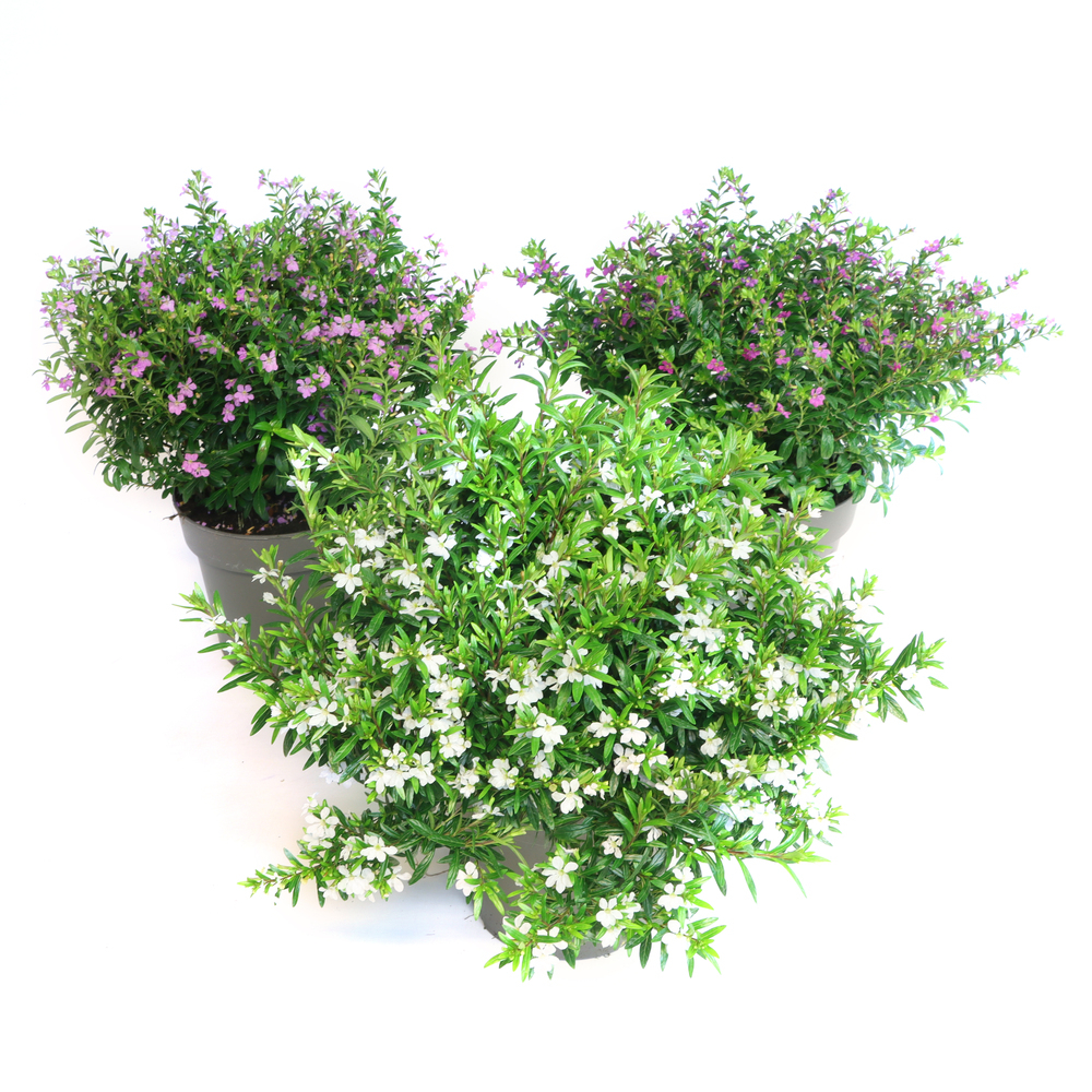 Cuphea hyssopifolia floriglory