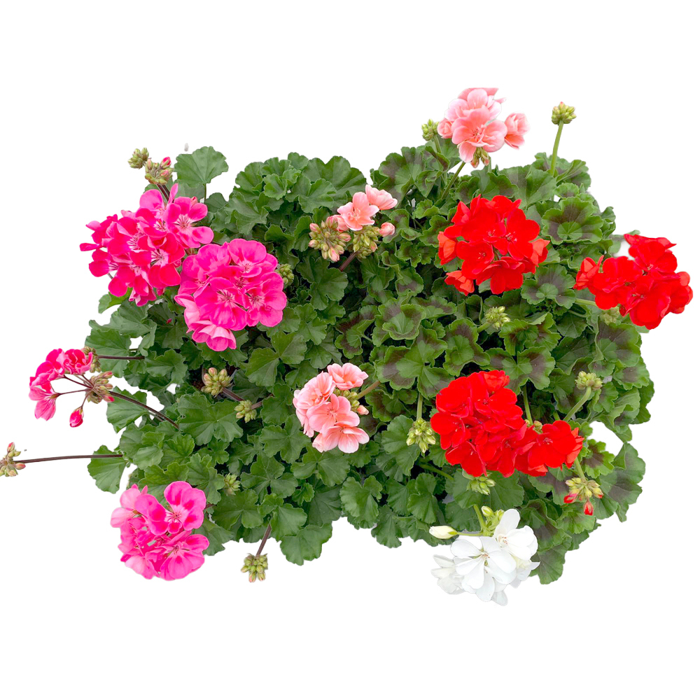 Pelargonium zonale