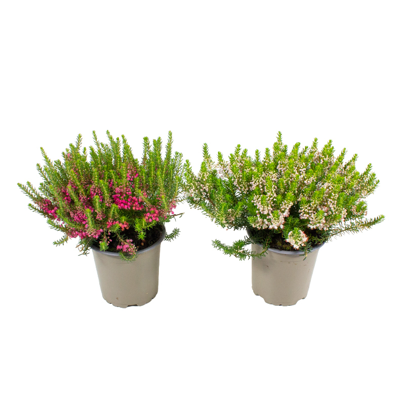 Erica vagans