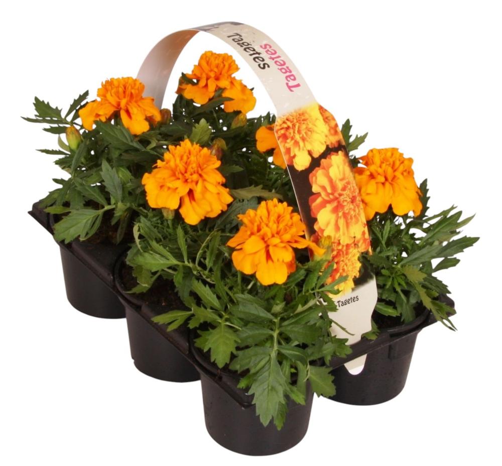 tagetes - oeillet d'inde