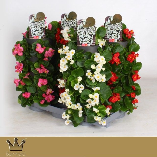 Begonia semperflorens