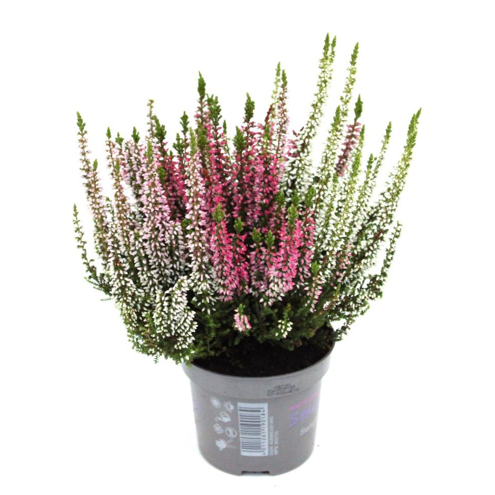Calluna vulgaris beauty ladies starlight trio amet