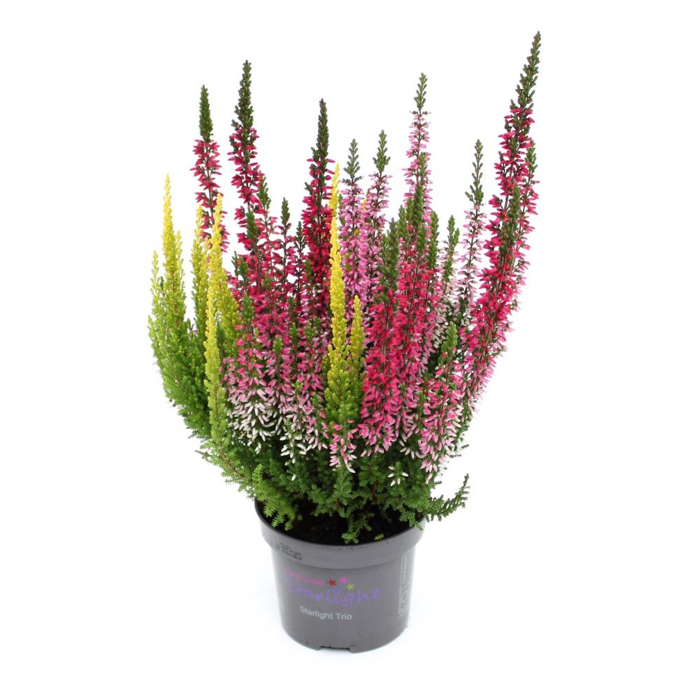 Calluna vulgaris beauty ladies starlight trio melo