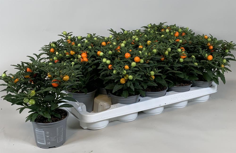 solanum