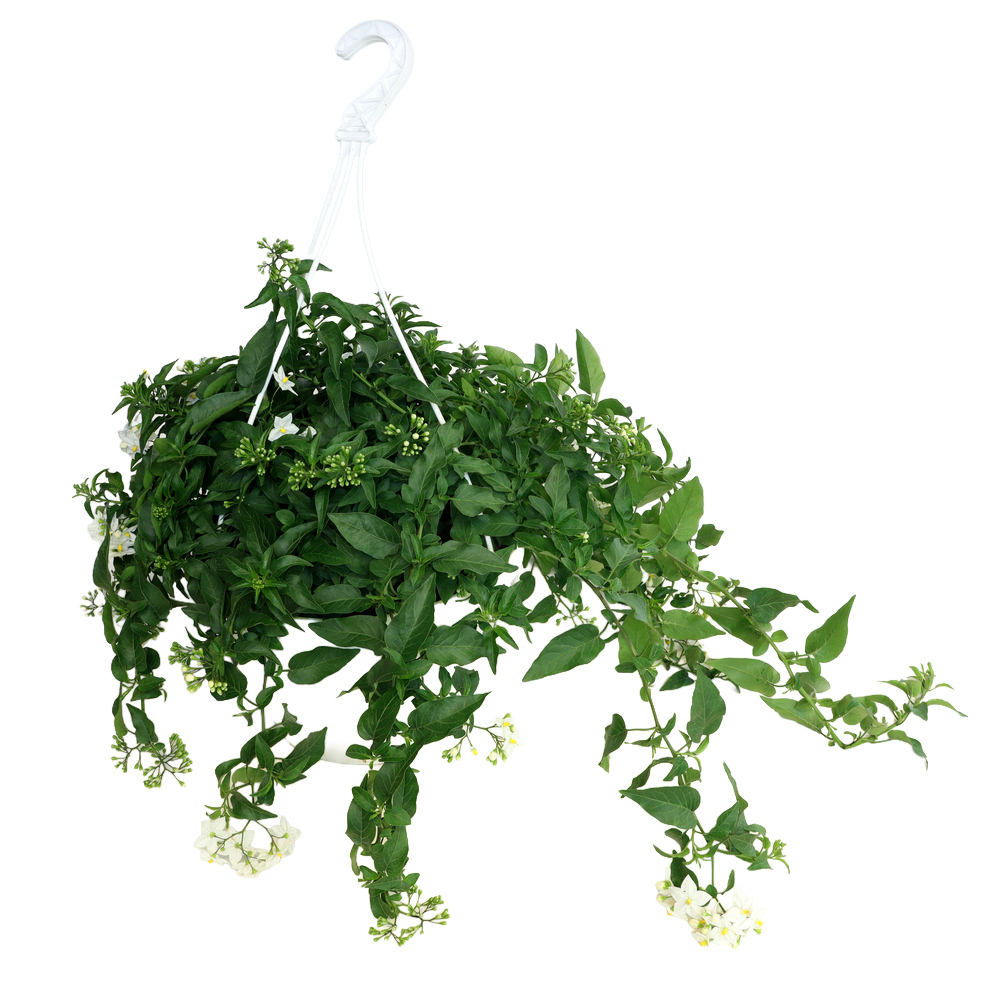 solanum jasminoides