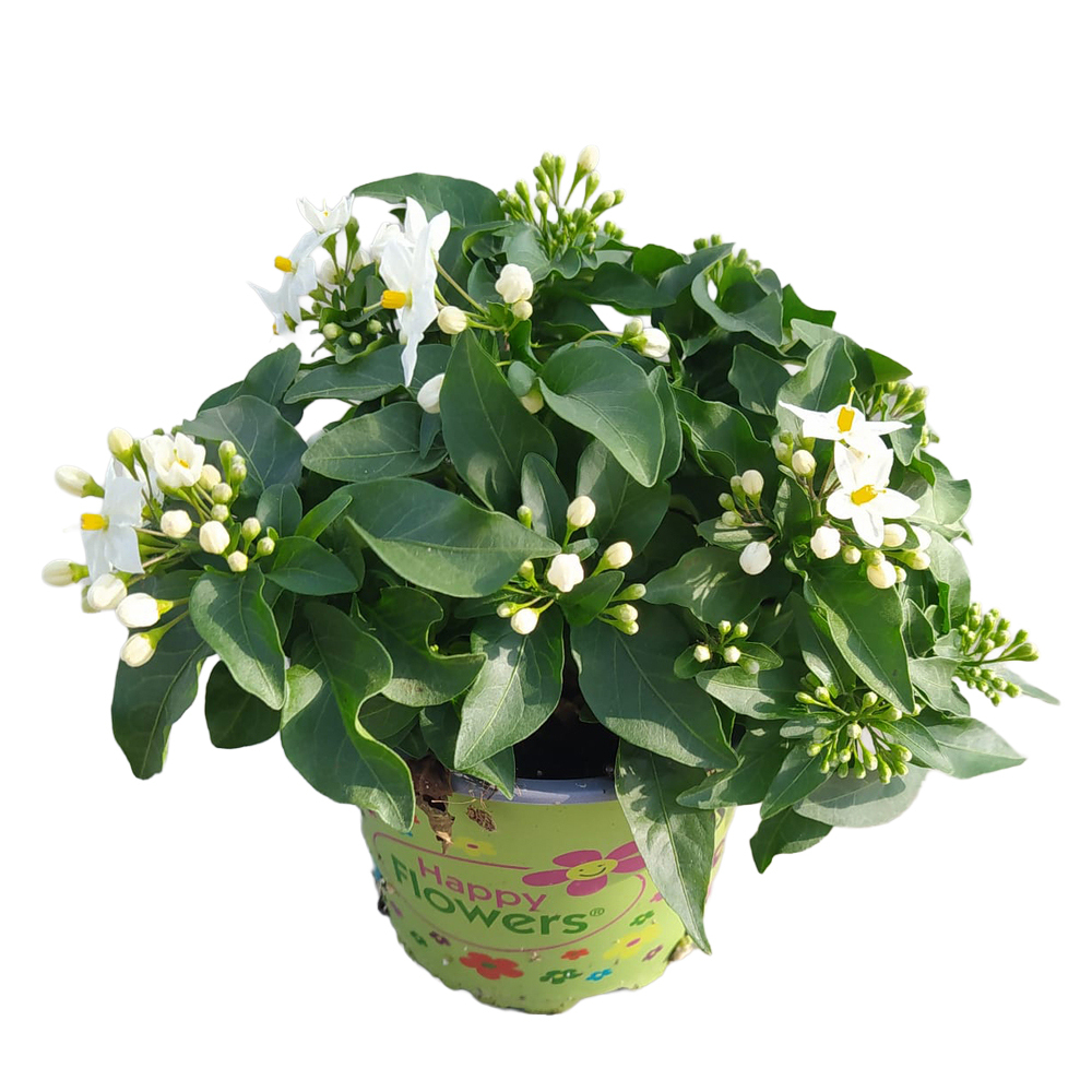 solanum jasminoides