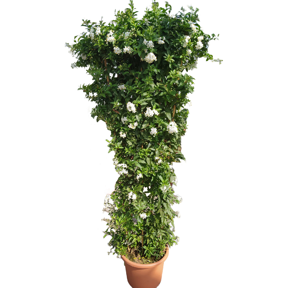 Solanum jasminoides
