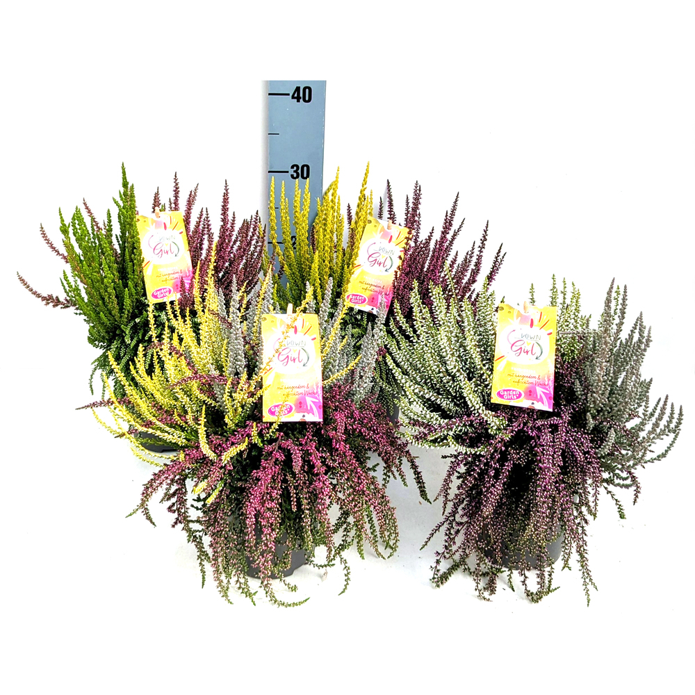 Calluna vulgaris garden girls up down girl