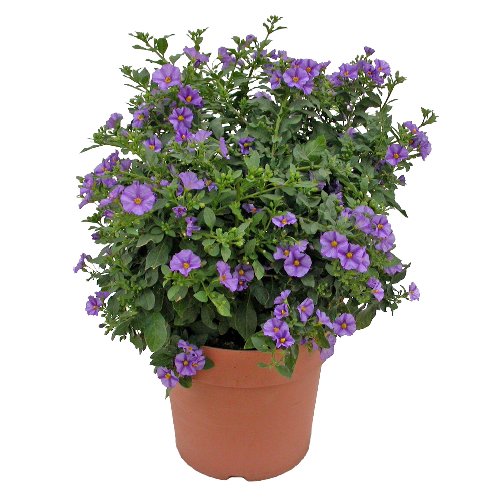 Solanum | lycianthes rantonnetii