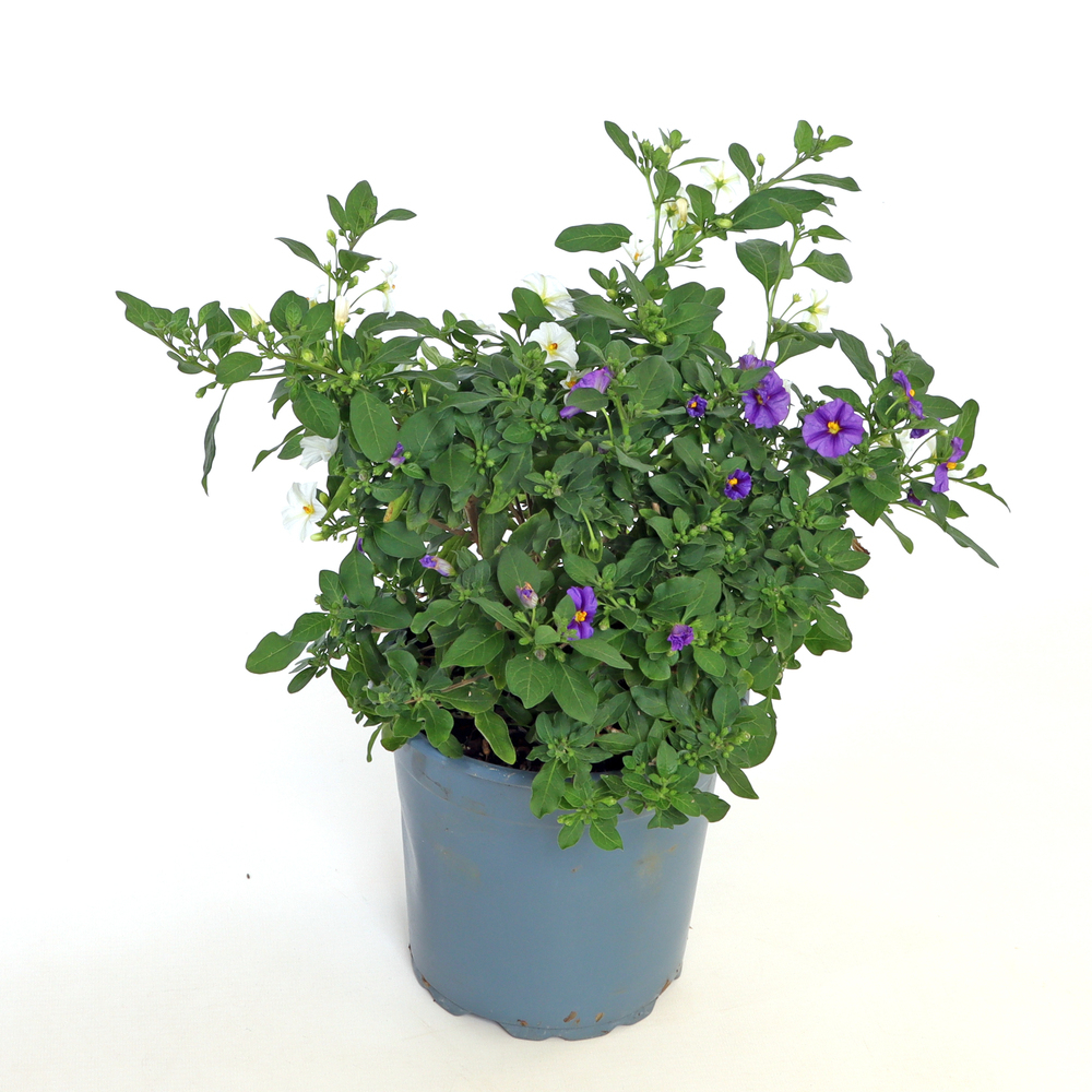 Solanum | lycianthes rantonnetii twin
