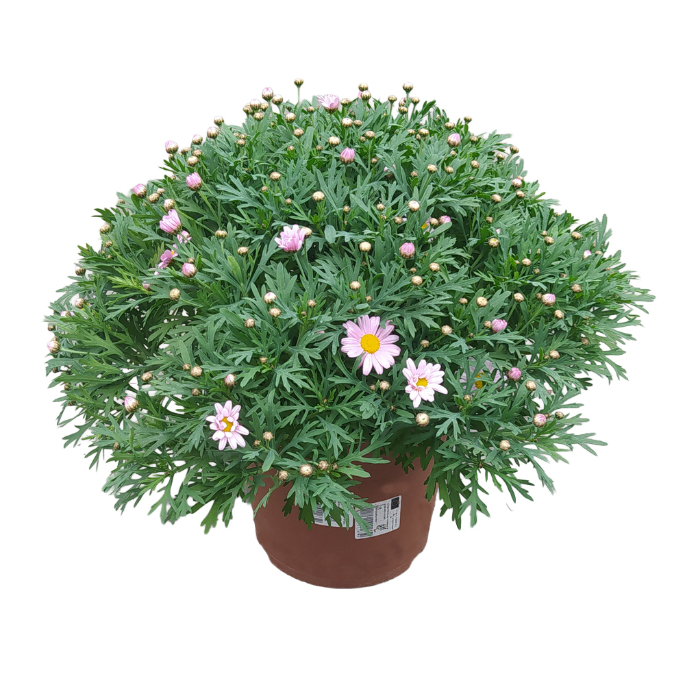 Argyranthemum frutescens