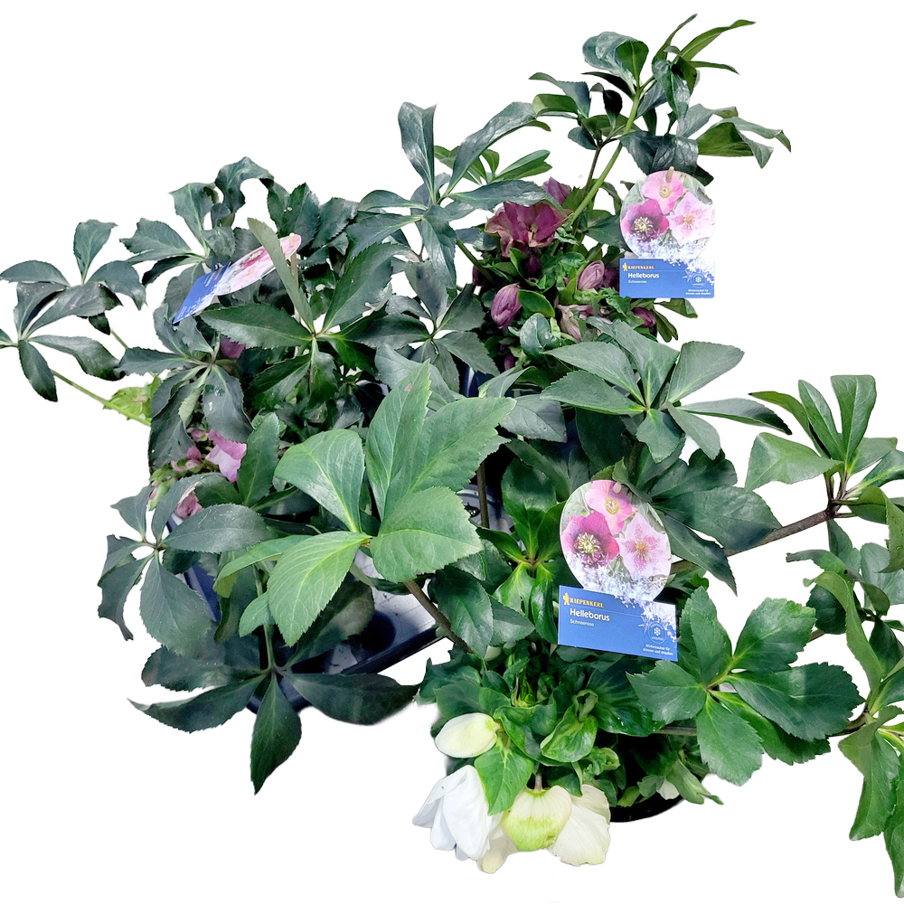 Helleborus hybridus wintercolour