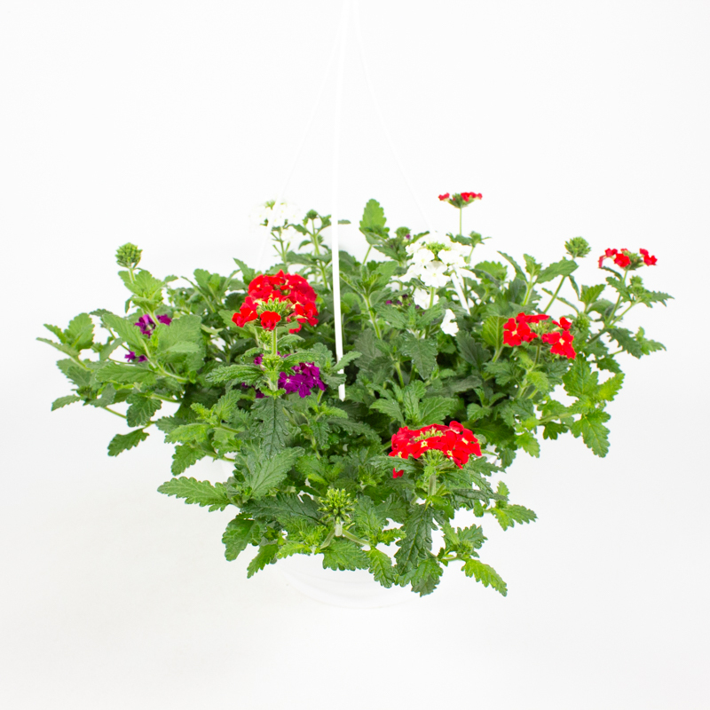 Verbena peruviana trio