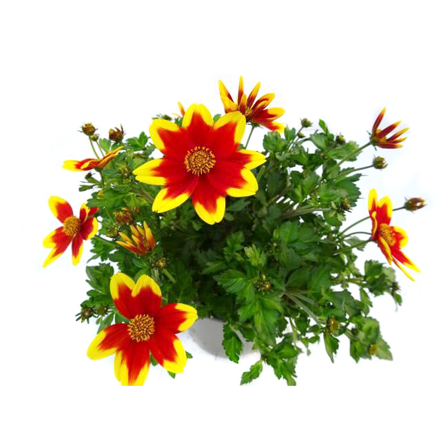 Bidens royale brocade