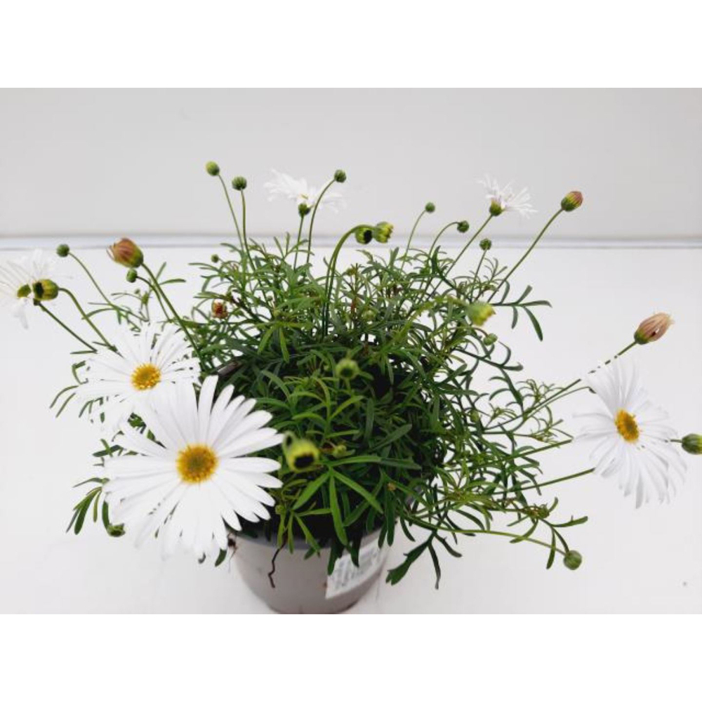 Brachyscome multifida