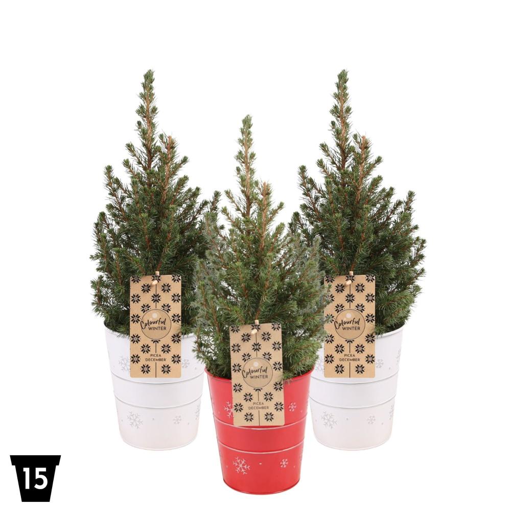 picea