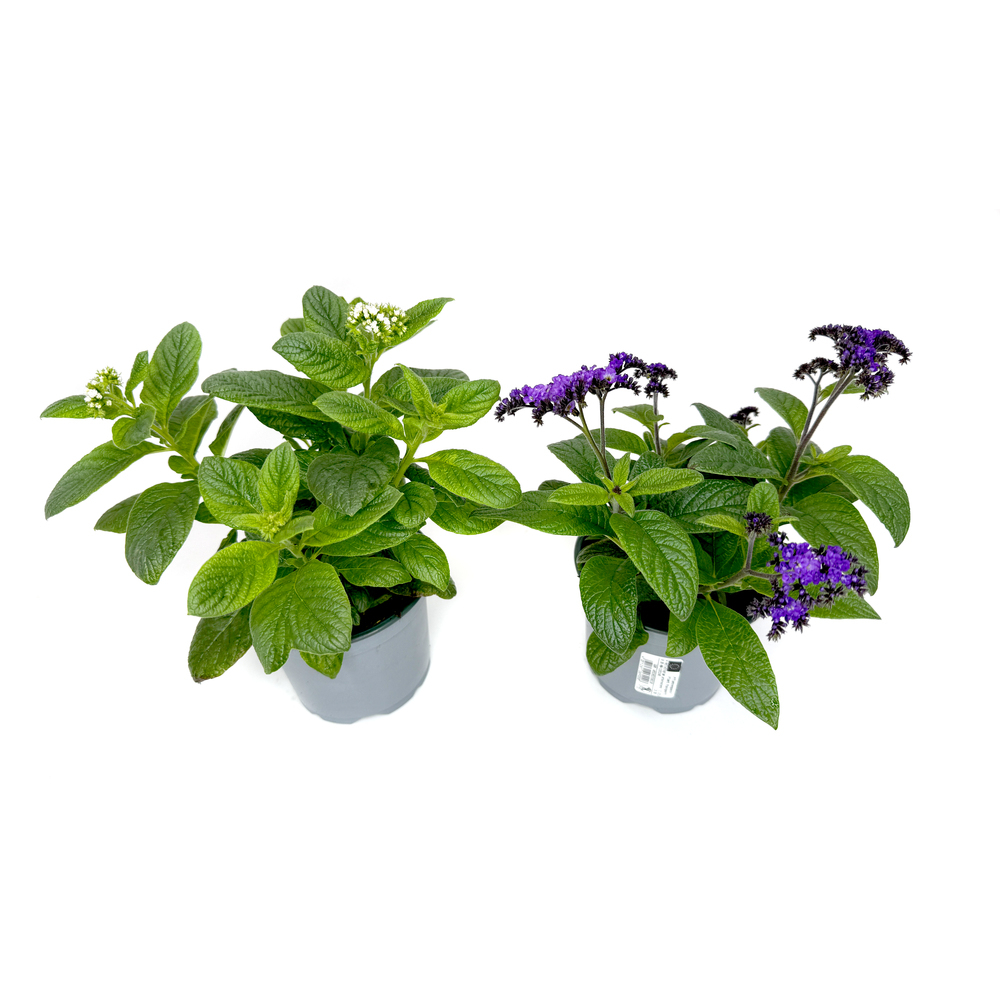 Heliotropium arborescens