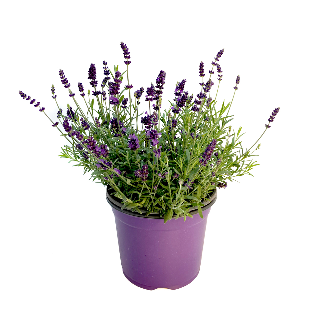 Lavandula angustifolia