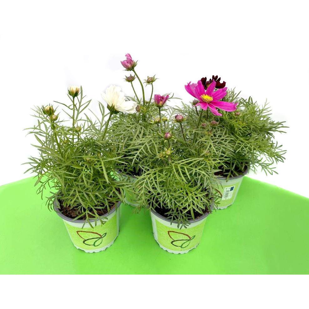 Cosmos bippinatus casanova