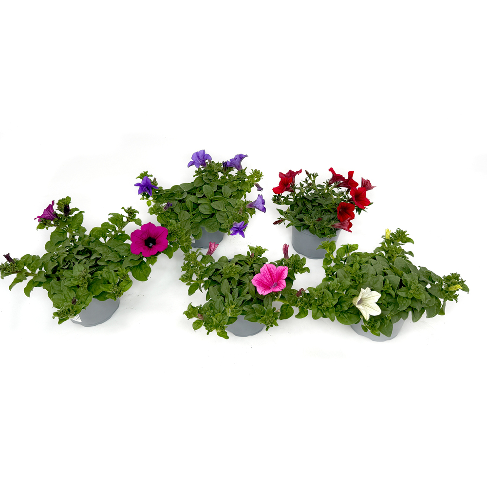 Petunia surfinia