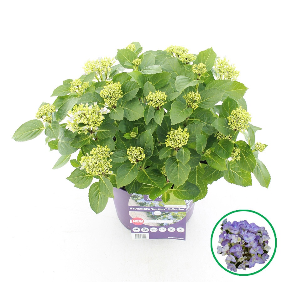 hydrangea
