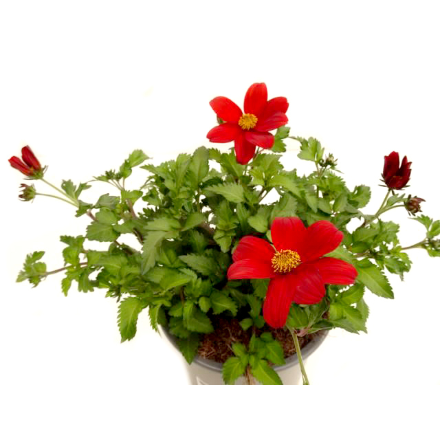 Bidens campfire firedance