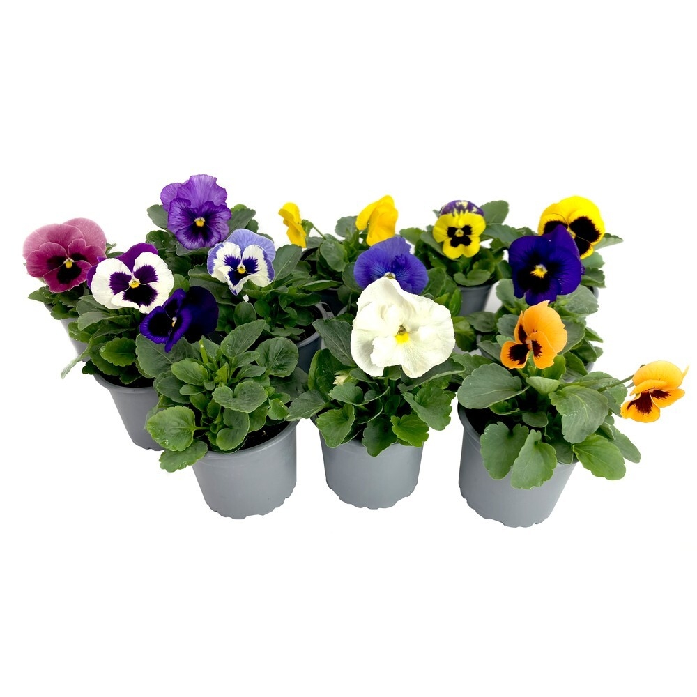 Viola wittrockiana f1