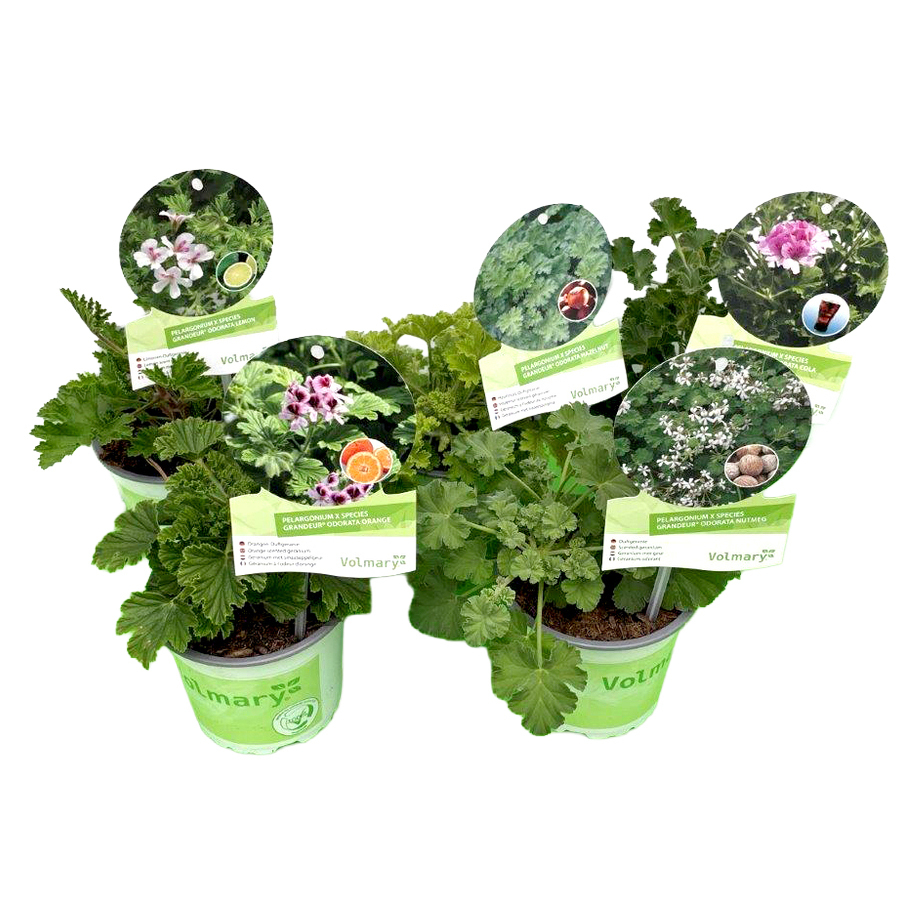 Pelargonium species grandeur odorta