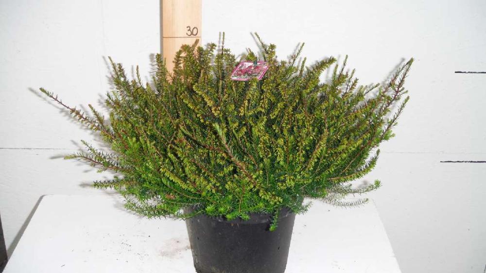 erica darleyensis