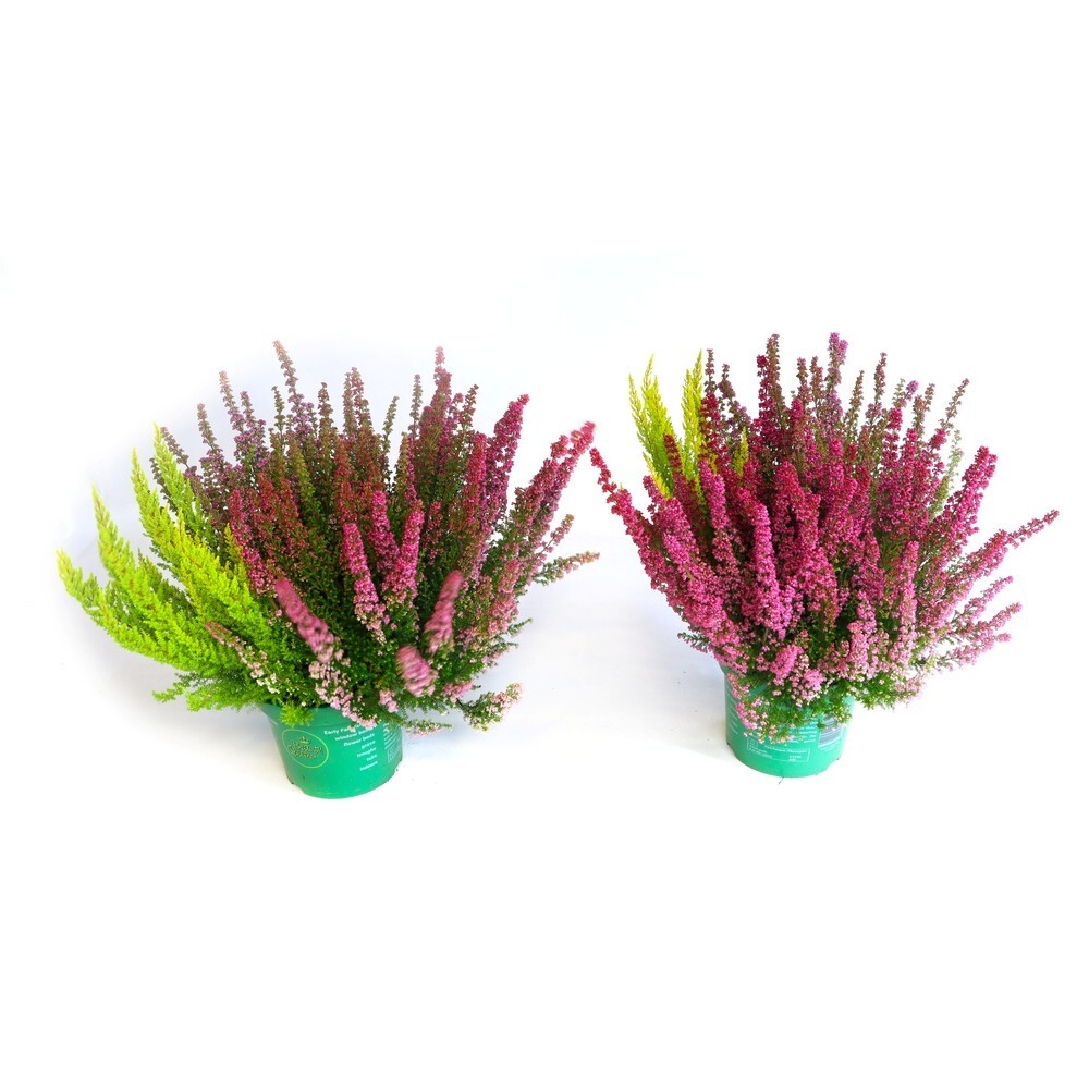 Erica gracilis beauty queens trio