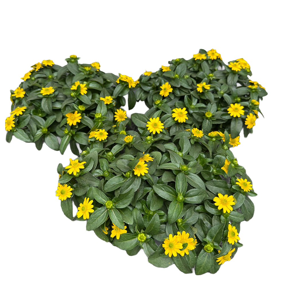 Sanvitalia procumbens