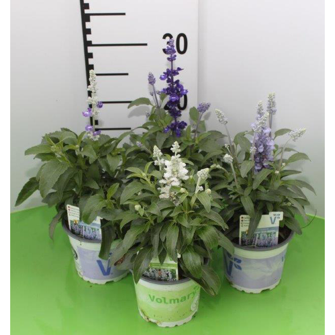 Salvia farinacea farina