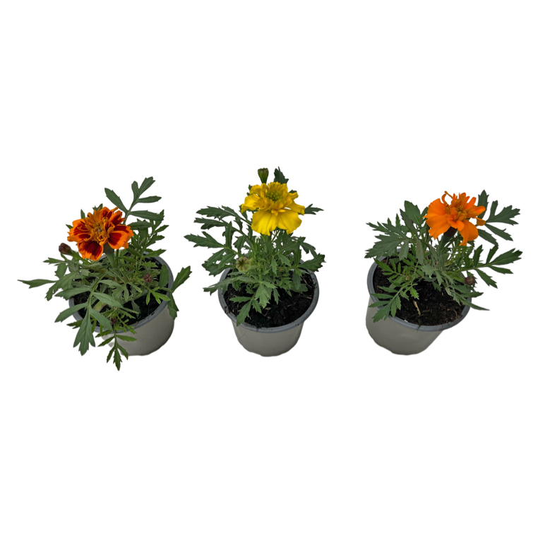 Tagetes patula nana
