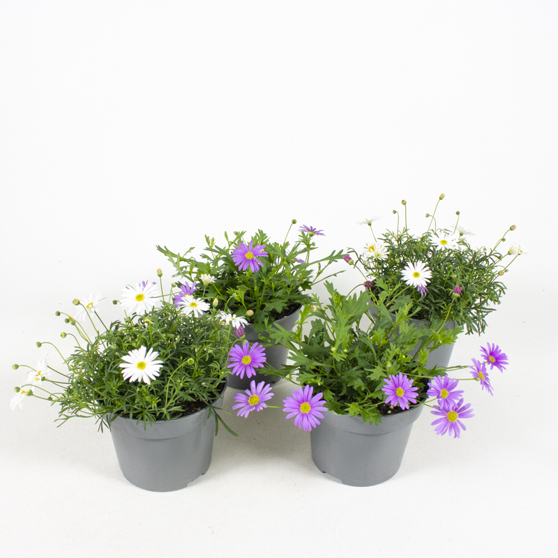 Brachyscome iberidifolia