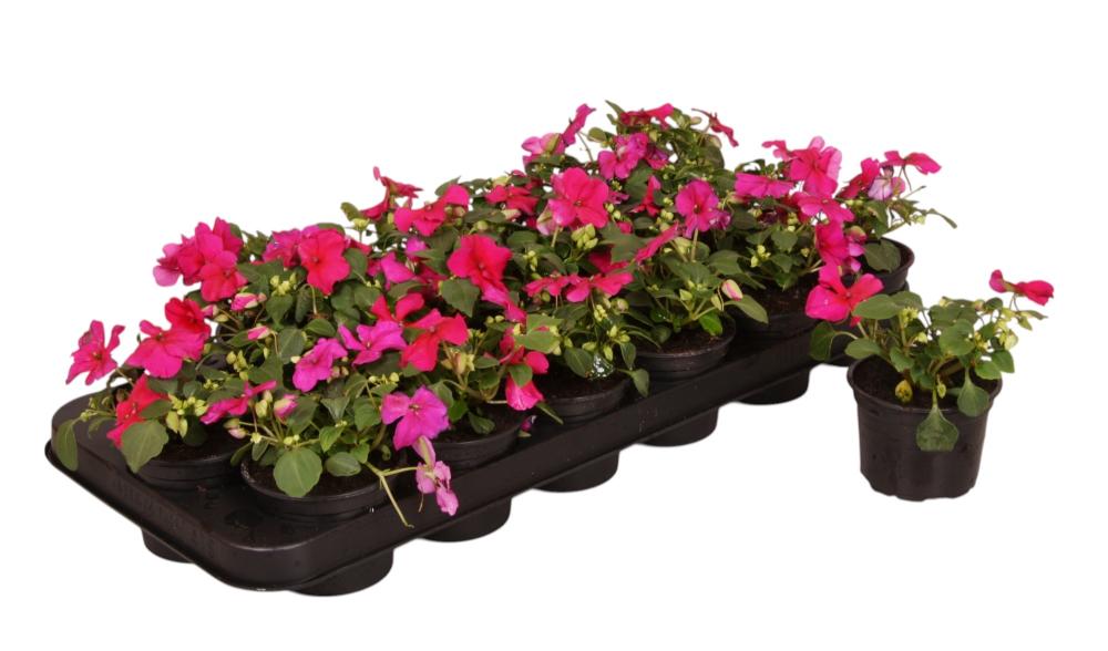 impatiens
