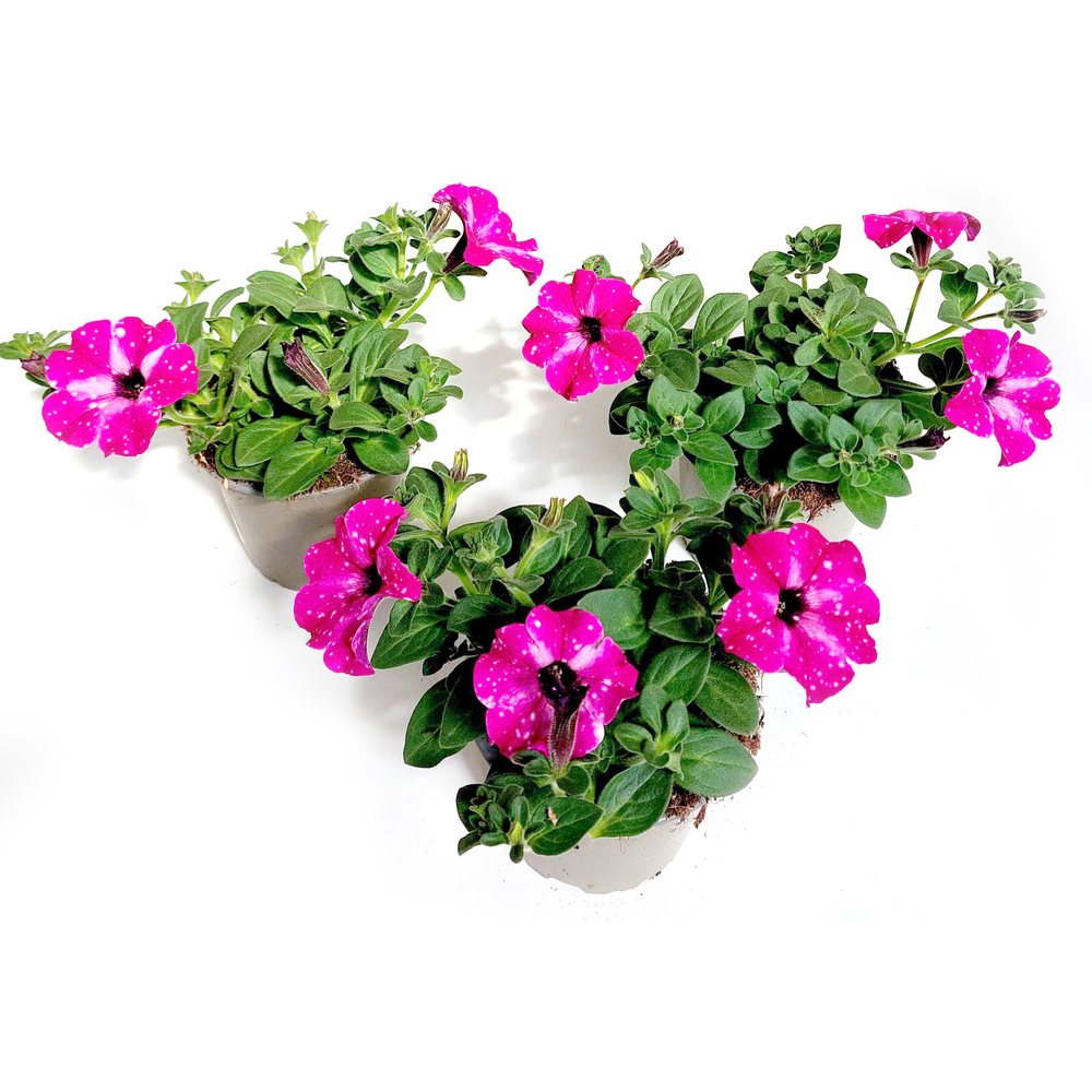 Petunia circus sky