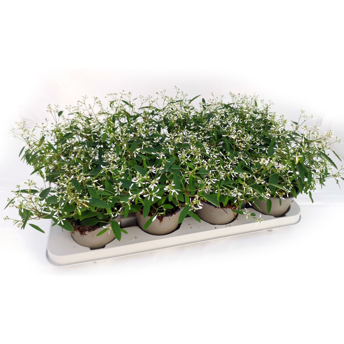 Euphorbia hypericifolia fairysnow