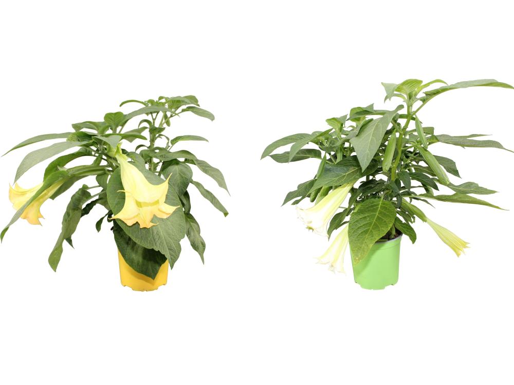 Brugmansia - datura