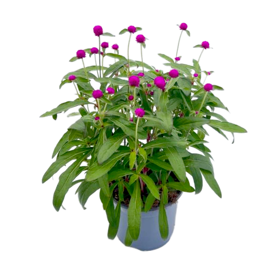 Gomphrena globosa ping pong purple