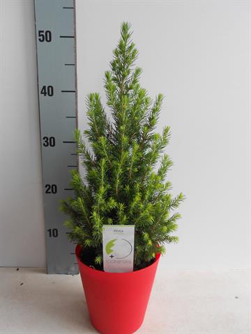 picea