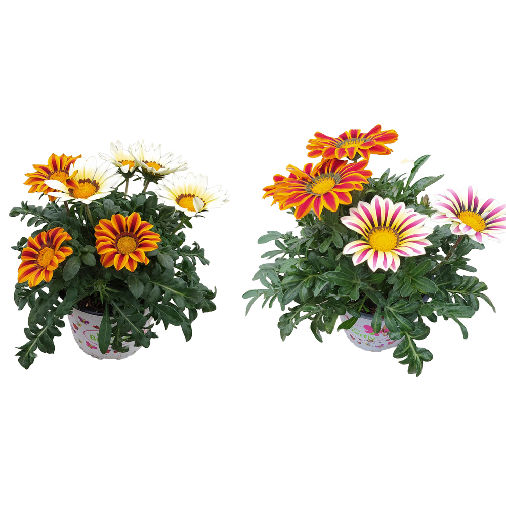 Gazania rigens twin