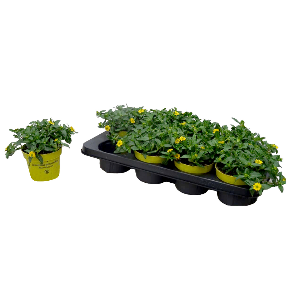 Sanvitalia procumbens inca
