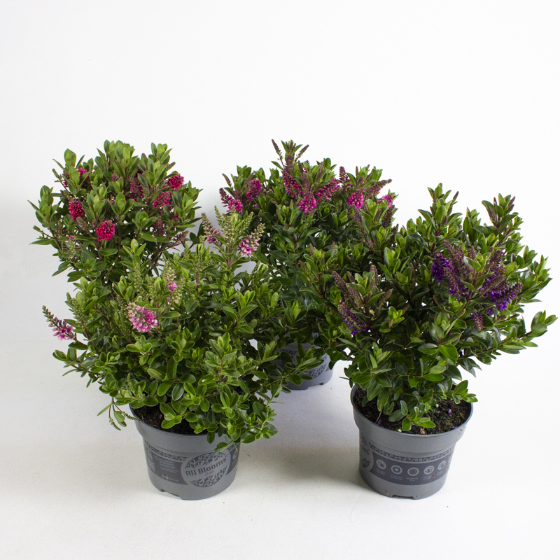 hebe andersonii all blooms