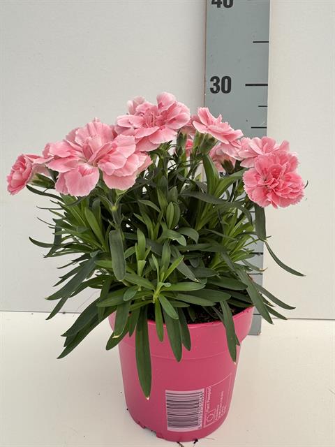 dianthus