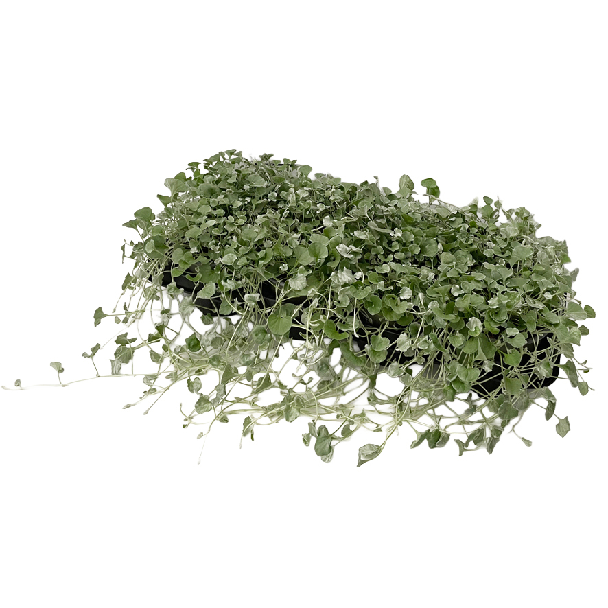 Dichondra argenta