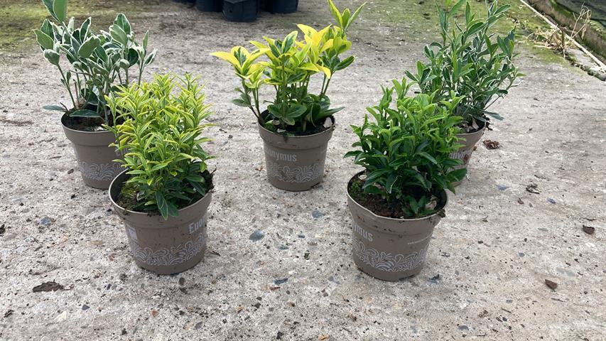 euonymus